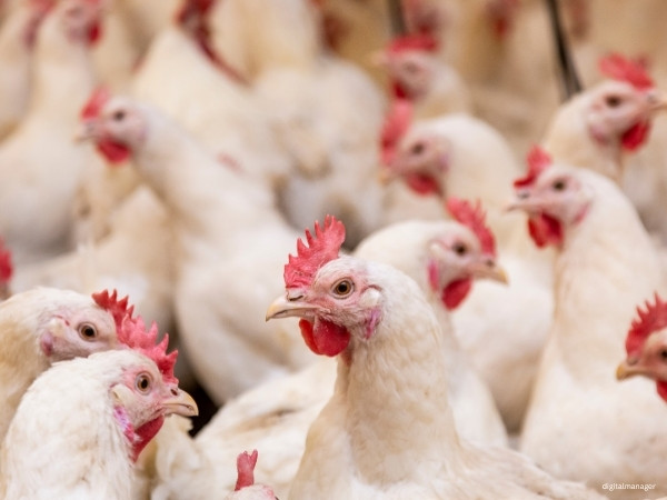 poultry